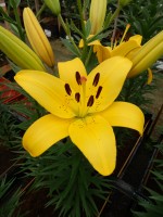 [5125 Yellow Diamond DJ No01.JPG]